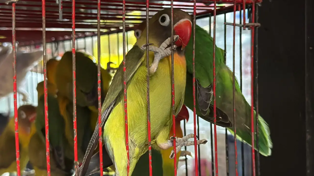operativo-minorista-rescate-animales-medellin