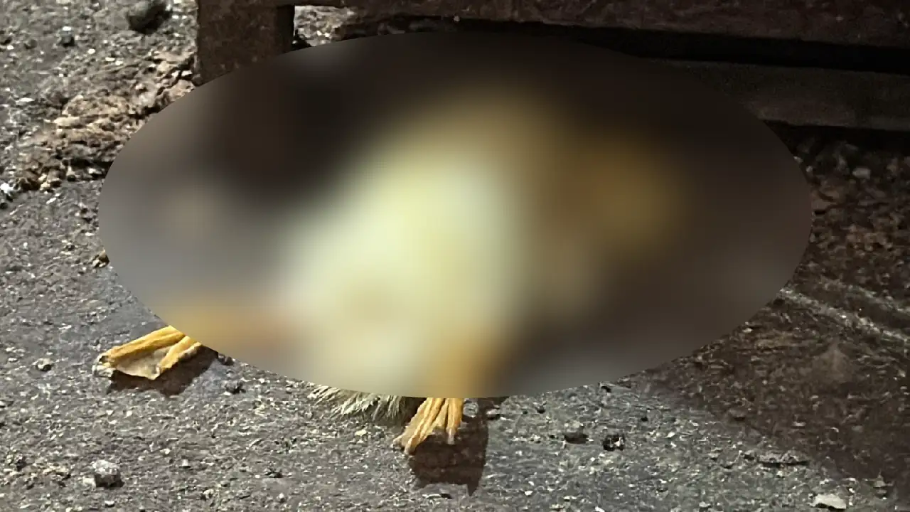 operativo-minorista-rescate-animales-medellin1