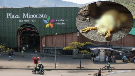 operativo-minorista-rescate-animales-medellin3