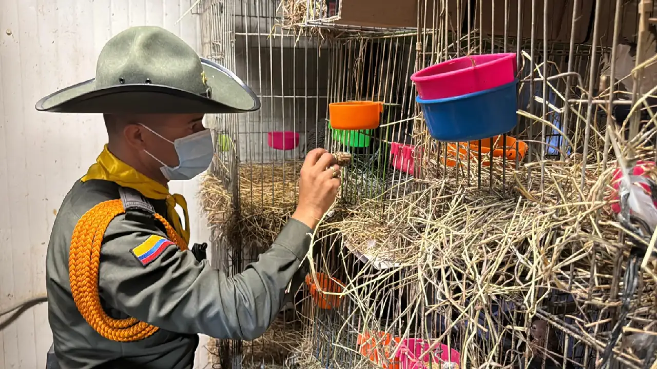 operativo-minorista-rescate-animales-medellin4