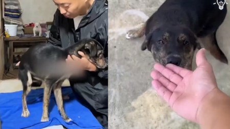 Video| ¡Se merece el cielo! En redes sociales se hace viral un hombre que rescata un perrito en Asia Video| ¡Se merece el cielo! En redes sociales se hace viral un hombre que rescata un perrito en Asia