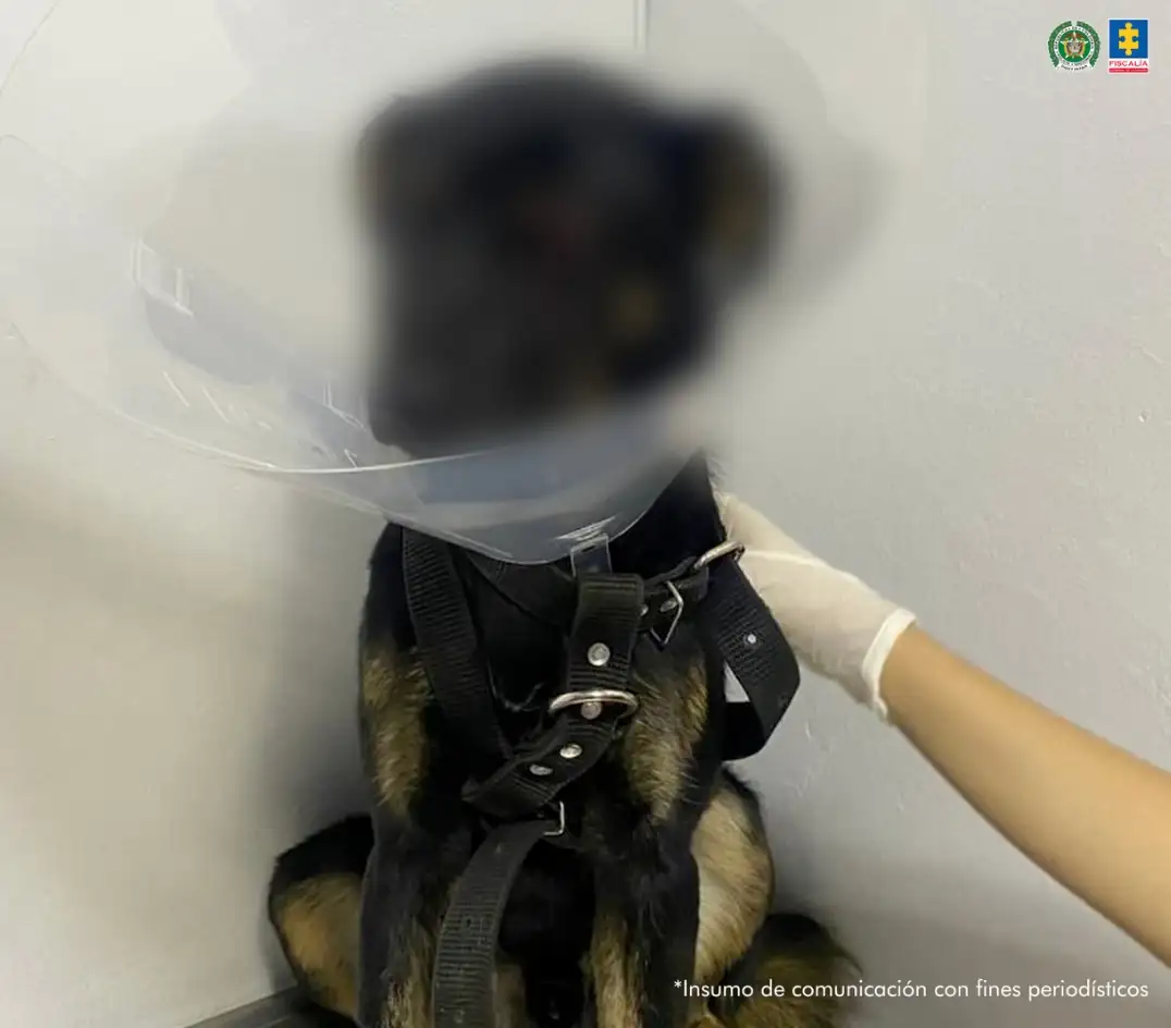 En Copacabana, un hombre atacó a un perrito ocasionándole la pérdida de un ojo