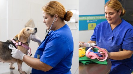 perrito veterinaria