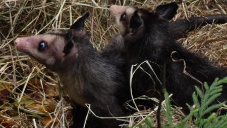 Decenas de animales silvestres son atropellados en las zonas rurales de Bello, pero hay pocas cifras sobre esto
