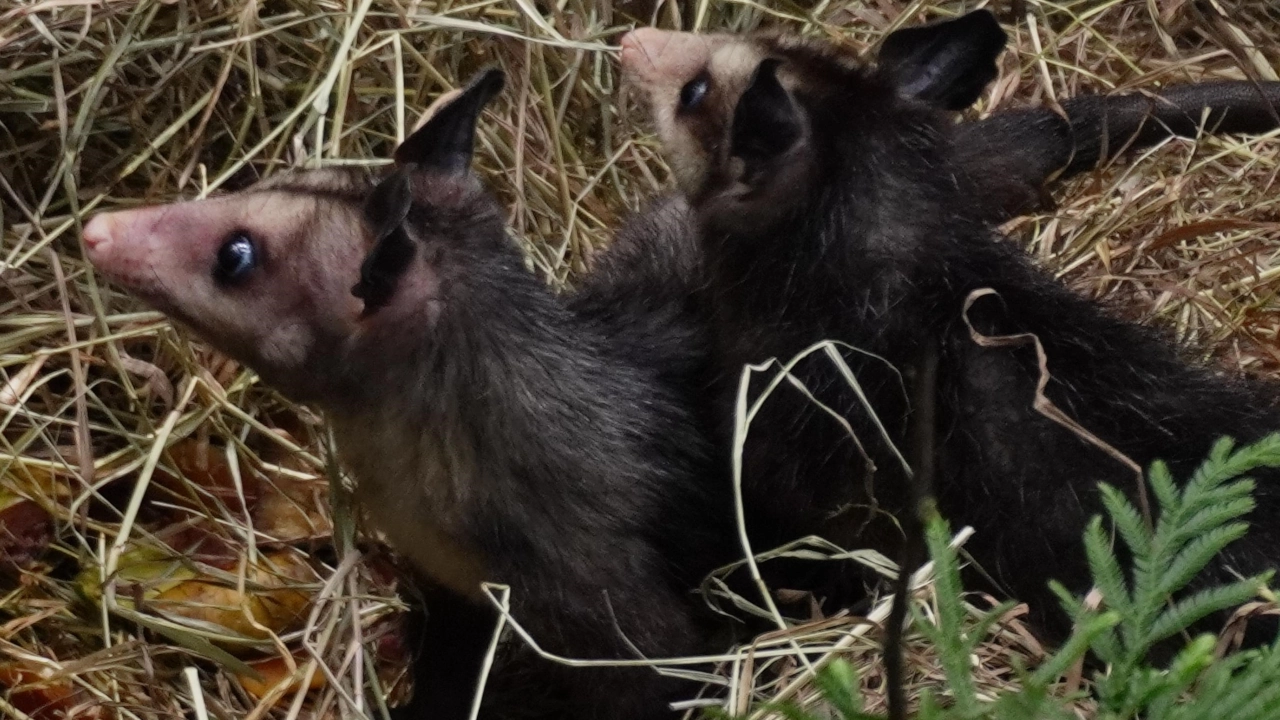 Decenas de animales silvestres son atropellados en las zonas rurales de Bello, pero hay pocas cifras sobre esto