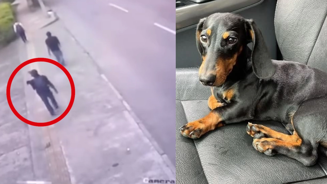 robo perro salchicha