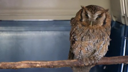 45 animales silvestres afectados por la pólvora fueron auxiliados por Cornare