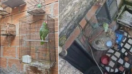 Hombre es judicializado por el cautiverio de aves silvestres en Medellín