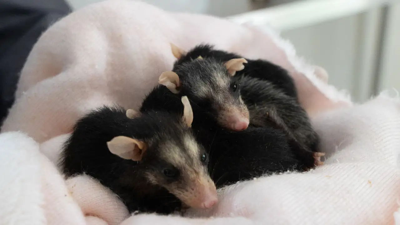 45 animales silvestres afectados por la pólvora fueron auxiliados por Cornare 3 45 animales silvestres afectados por la pólvora fueron auxiliados por Cornare