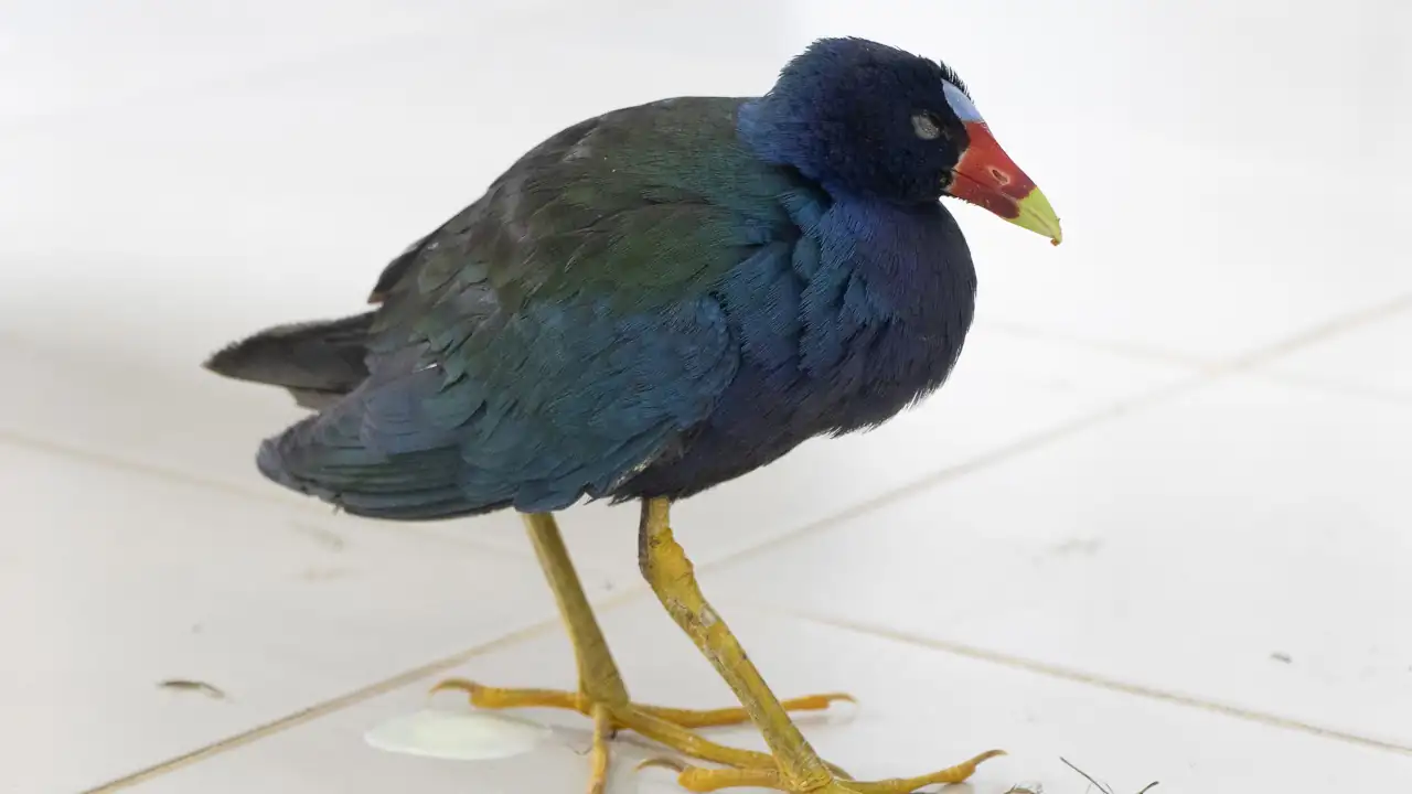 45 animales silvestres afectados por la pólvora fueron auxiliados por Cornare 1 45 animales silvestres afectados por la pólvora fueron auxiliados por Cornare