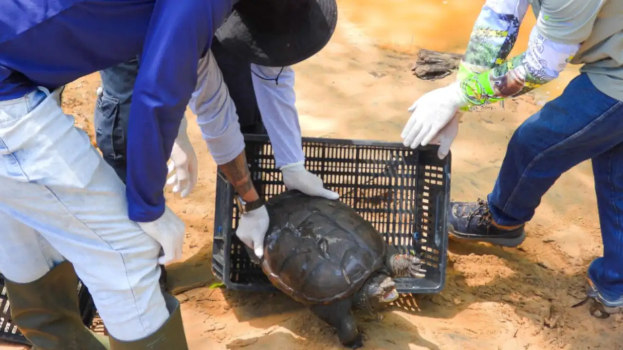 ¡Una buena labor! Más de 12.000 animales silvestres fueron atendidos en el CAVR en 2024 1 Animales-CAVR