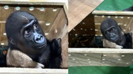 ¡No son mercancía! Rescatan a una cría de gorila de cinco meses en bodega de avión que volaba a Tailandia Gorila-rescatado