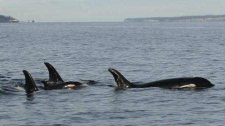Orca-