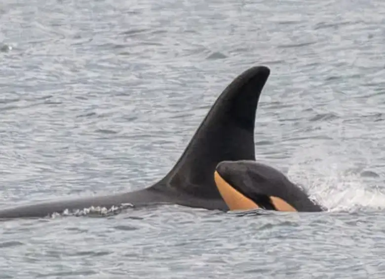 ¡Conmovedora escena! Orca lleva a su segunda cría muerta, tal como lo hizo en 2018 1 Orca-2