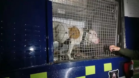 Perrito Thor 2