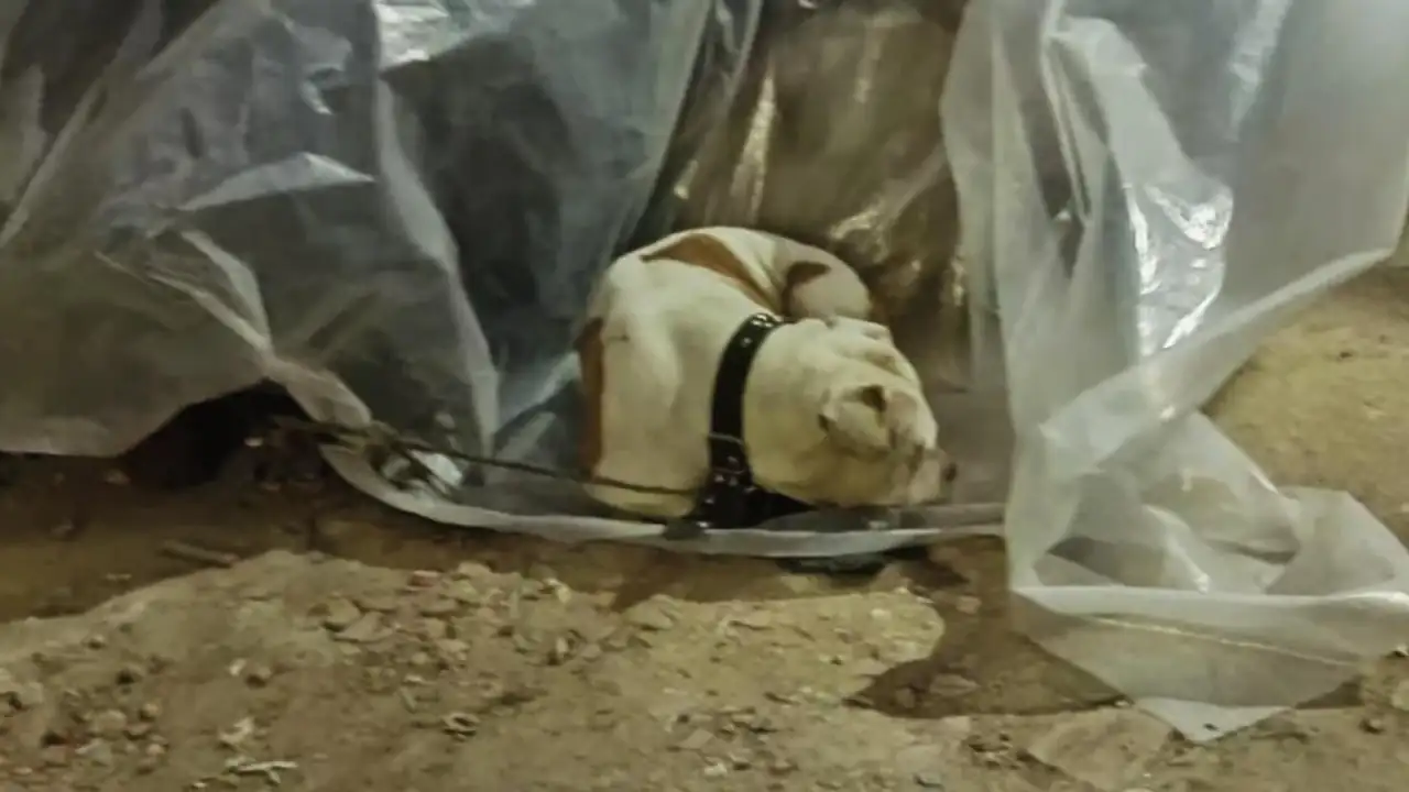 ¡A salvo! Rescataron al perrito que era maltrato por un habitante de calle en Bogotá 1 Perrito-Thor
