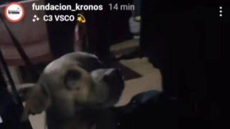 abuso-animal-villa hermosa-medellin