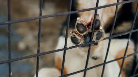 captura-joven-segovia-maltrato-animal-matar-perro1