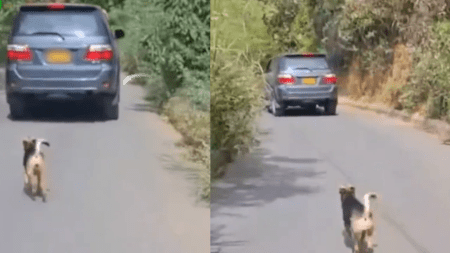 Video| Un perrito persigue un vehículo, al parecer lo habrían dejado en la calle