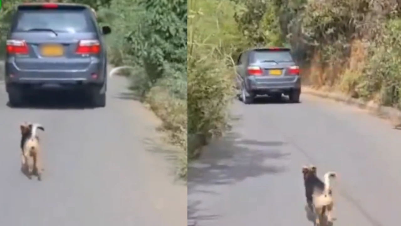 Video| Un perrito persigue un vehículo, al parecer lo habrían dejado en la calle
