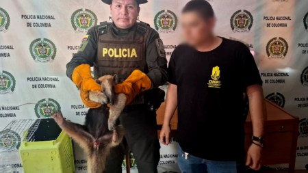 delitos ambientales