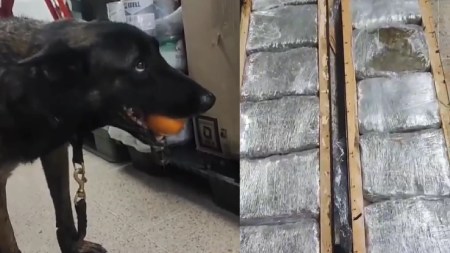 Moscú y Max, 2 caninos de la Policía, hallaron en Medellín un cargamento de marihuana en una cama de madera droga-hallada-caninos-madera-cama-medellin