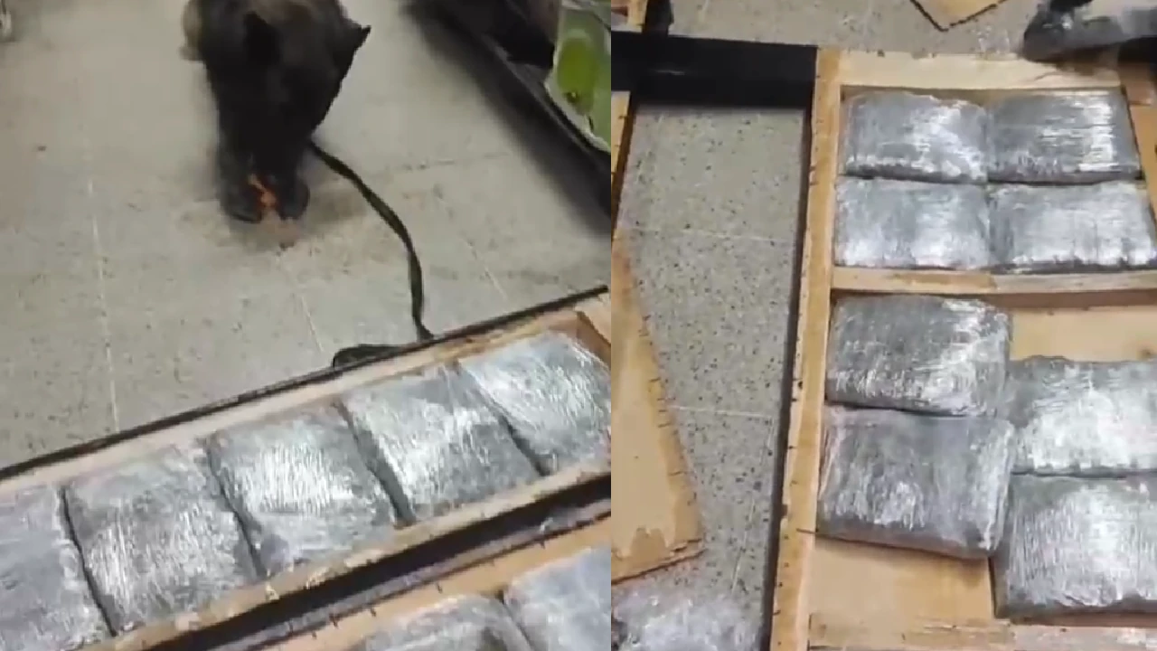 Moscú y Max, 2 caninos de la Policía, hallaron en Medellín un cargamento de marihuana en una cama de madera 2 droga-hallada-caninos-madera-cama-medellin1