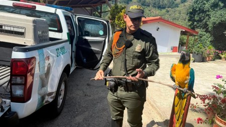 Liberan guacamayas que estaban en cautiverio en Envigado