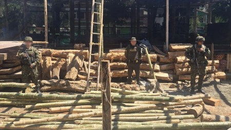 madera-incuatada-la-pintada-antioquia-deforestacion