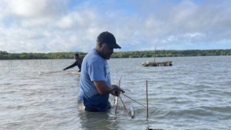 • Esta alianza impacta al menos 45 hectáreas de mangle, equivalentes a unas 112 mil plántulas