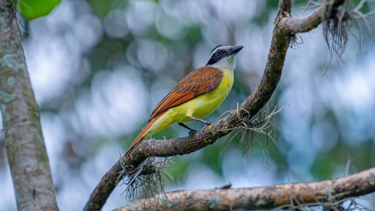 pajaro bichofue