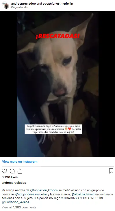 ¡Aberrante! Denuncian caso de abuso sexual a una mascota en Villa Hermosa 2 perrita-villa-hermosa-rescatada