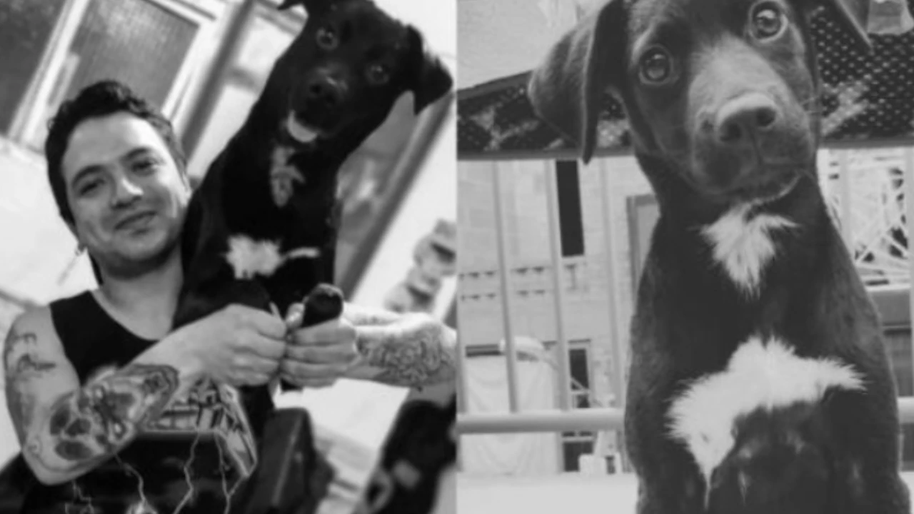 perrito-cosmo-eutanasia-bogota