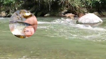 Preocupación en río Claro: reportan muerte de peces por posible contaminación Preocupación en Río Claro: reportan muerte de peces por posible contaminación
