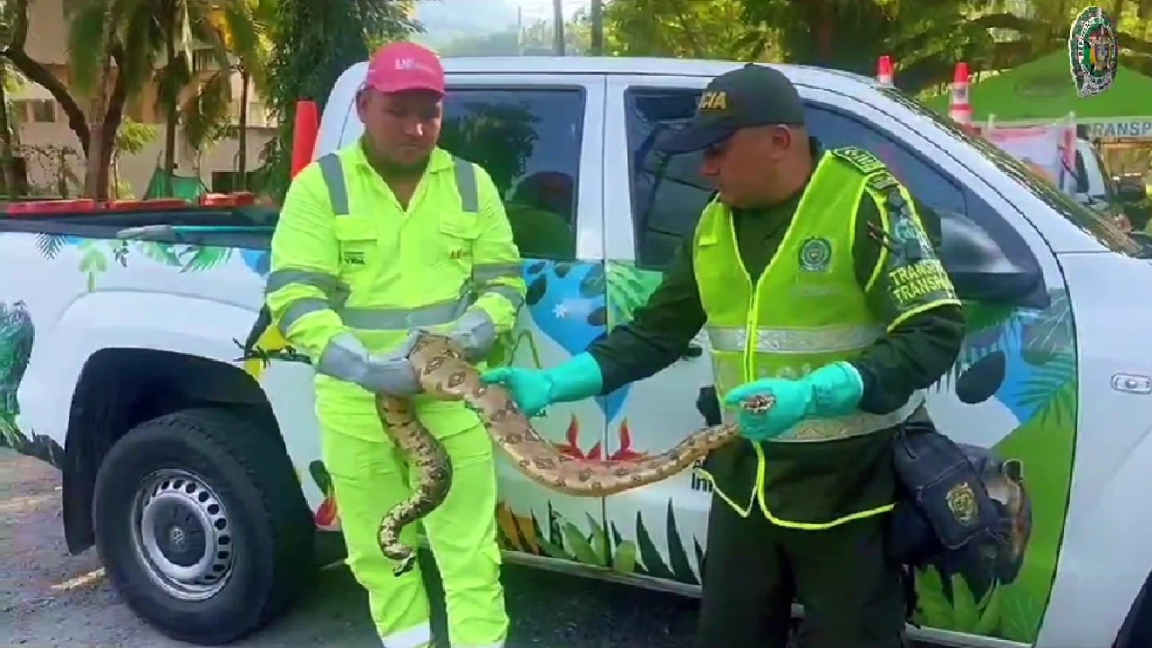 rescate-serpiente-boa-lapintada-cruce-carretera