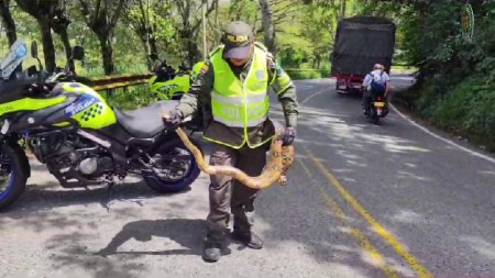 ¡Qué bonito! Policía de carreteras ayudó a una serpiente boa a cruzar una vía en el Suroeste Antioqueño rescate-serpiente-boa-lapintada-cruce-carretera1