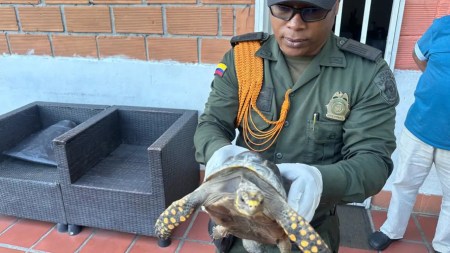 En el Valle de Aburrá, la Policía rescató más de 70 animales silvestres en operativos contra el tráfico ilegal durante enero