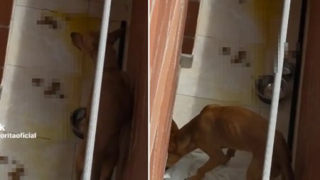 Urgente: Denuncian que un perrito está expuesto día y noche en un balcón, rodeado de sus heces