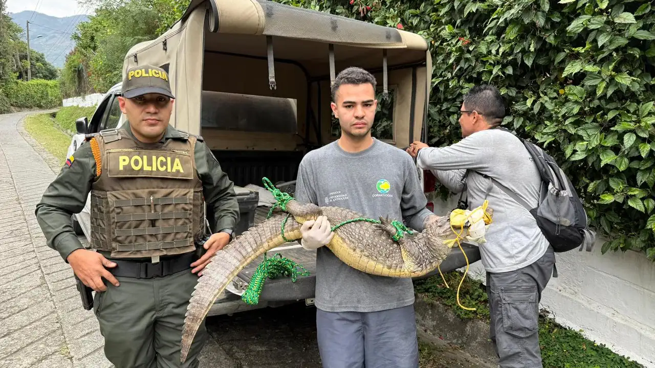 En el Valle de Aburrá, la Policía rescató más de 70 animales silvestres en operativos contra el tráfico ilegal durante enero 1 En el Valle de Aburrá, la Policía rescató más de 70 animales silvestres en operativos contra el tráfico ilegal durante enero