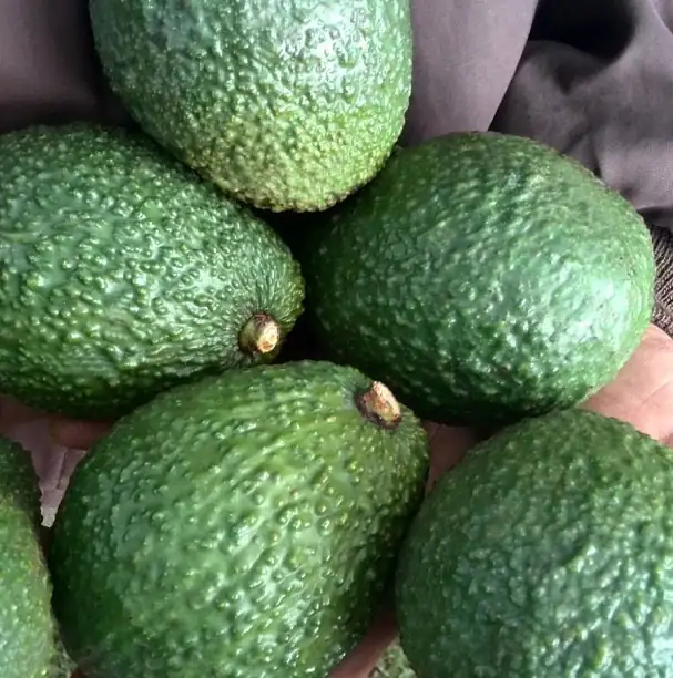 Aguacate-2