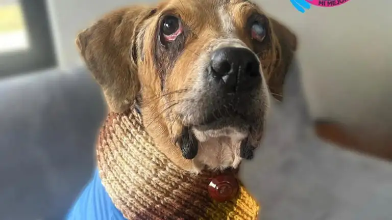 Ángel-perrito