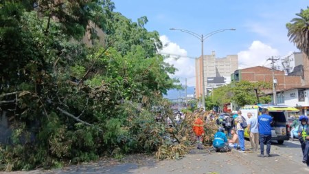 ¡Lamentable! La caída del árbol en la Avenida 33 dejó un policía muerto y cuatro personas heridas Arbol-Avenida-33