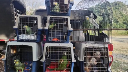 Autoridades incautan especies silvestres en operativo contra el tráfico ilegal entre Sonsón y Puerto Triunfo