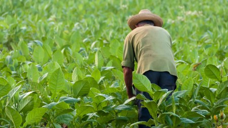 Fundación Aurelio Llano Posada entregará los Premios Nacionales 2025 al liderazgo rural colombiano