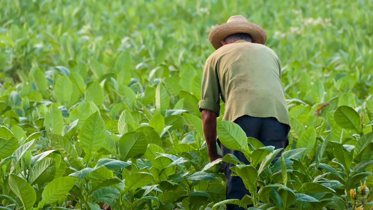 Fundación Aurelio Llano Posada entregará los Premios Nacionales 2025 al liderazgo rural colombiano