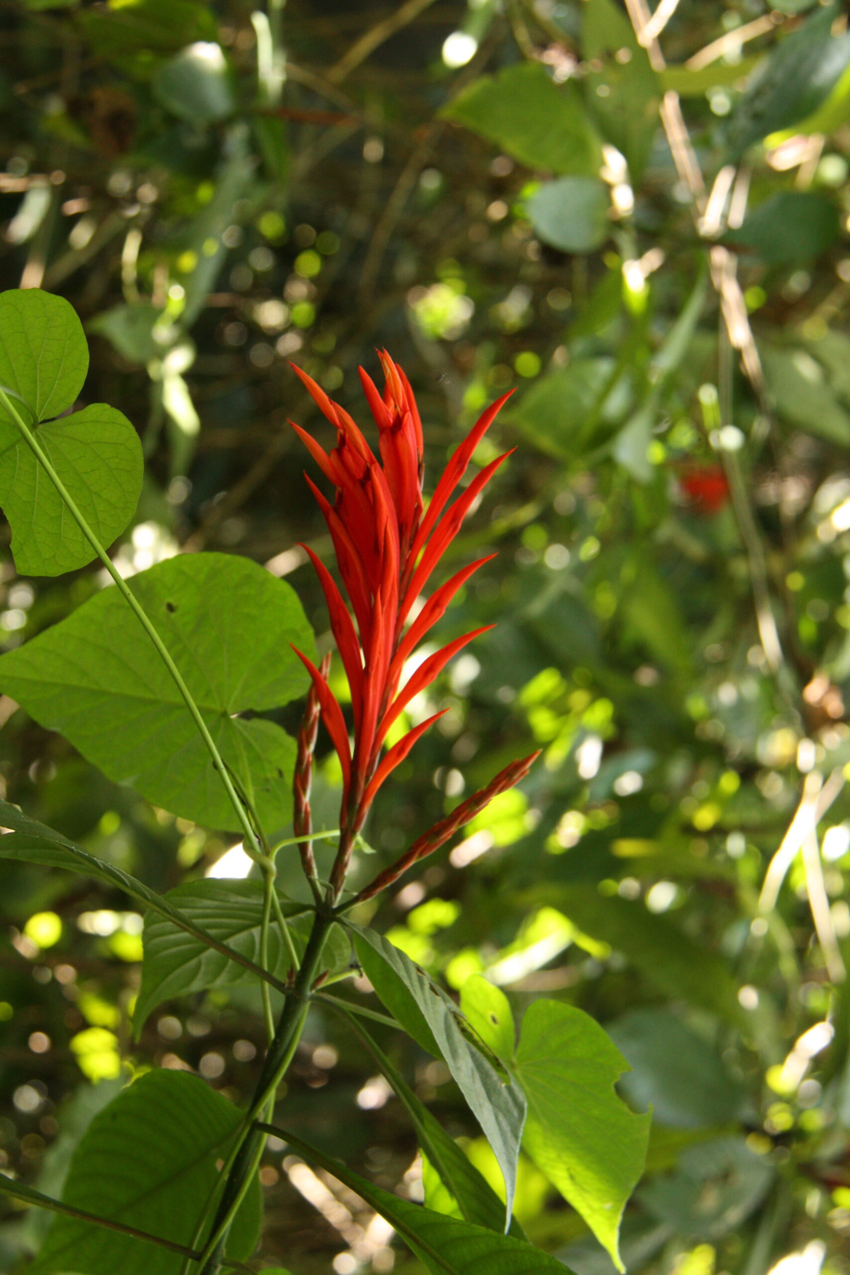 cerro tusa Aphelandra montis-tusae 