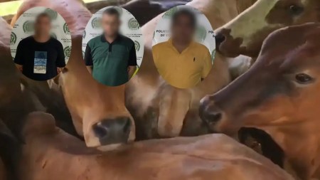 En Yarumal, recuperan 31 vacas robadas; un exconcejal está entre los capturados por este robo En Yarumal, recuperan 31 vacas robadas; un exconcejal está entre los capturados por este robo
