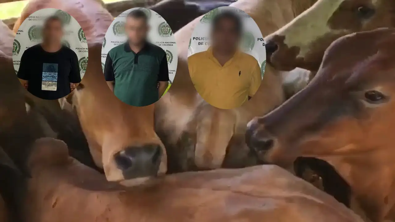 En Yarumal, recuperan 31 vacas robadas; un exconcejal está entre los capturados por este robo En Yarumal, recuperan 31 vacas robadas; un exconcejal está entre los capturados por este robo
