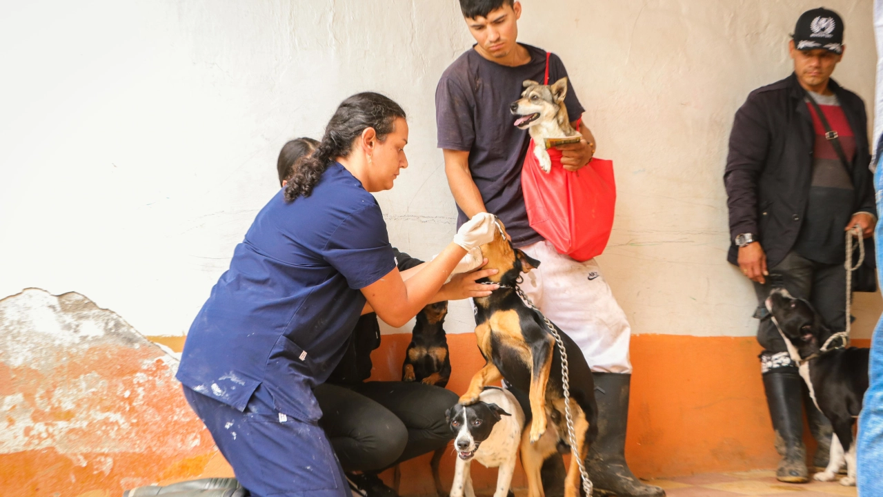 animales-marinilla-vacunacion-desparacitacion