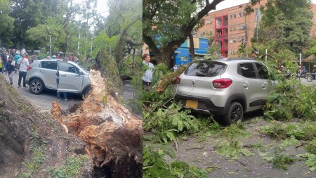 arbol-caido-avenida-80-medellin
